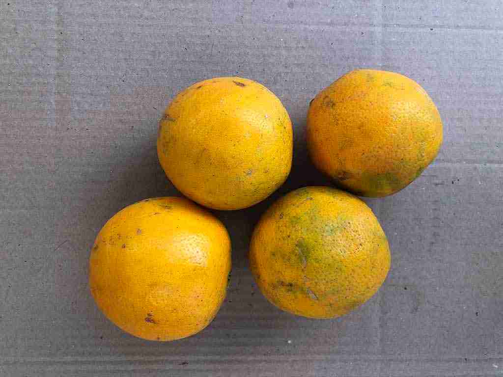 cesta organica laranja valencia frutas citricas