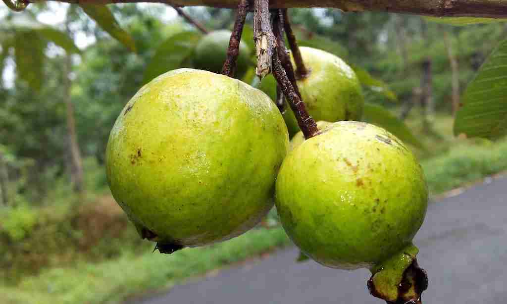 cesta organica goiaba no pe
