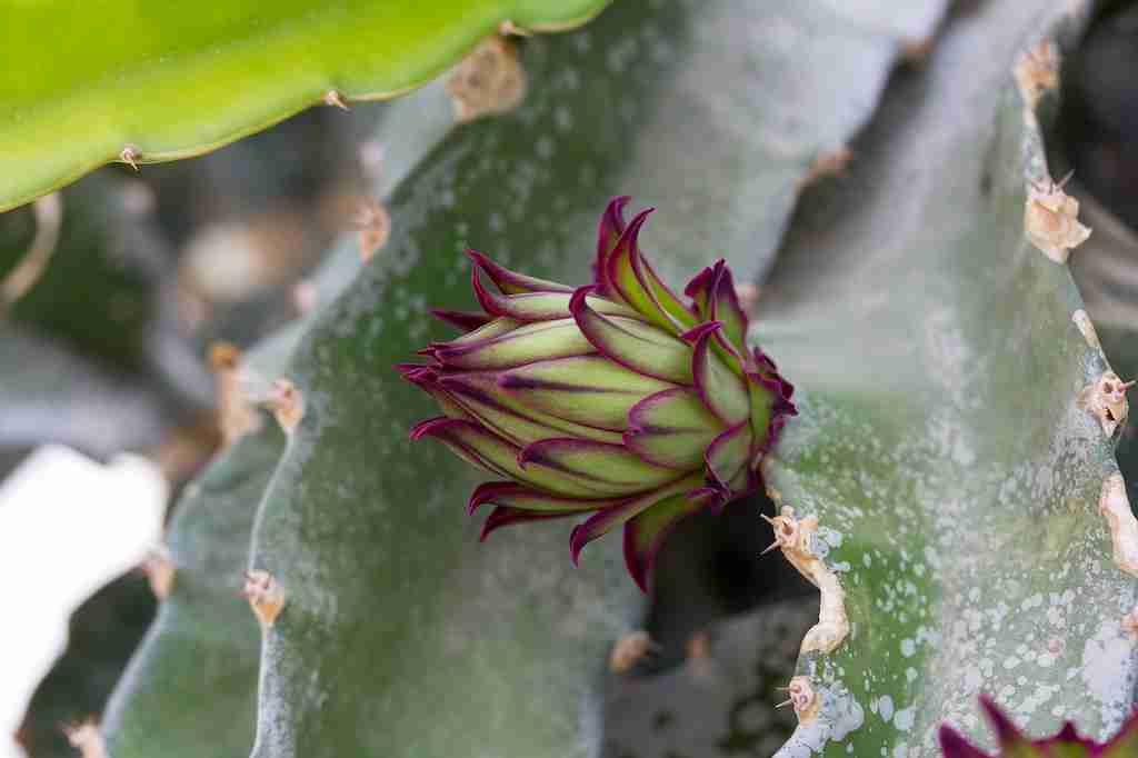 cesta organica botao flor pitaya
