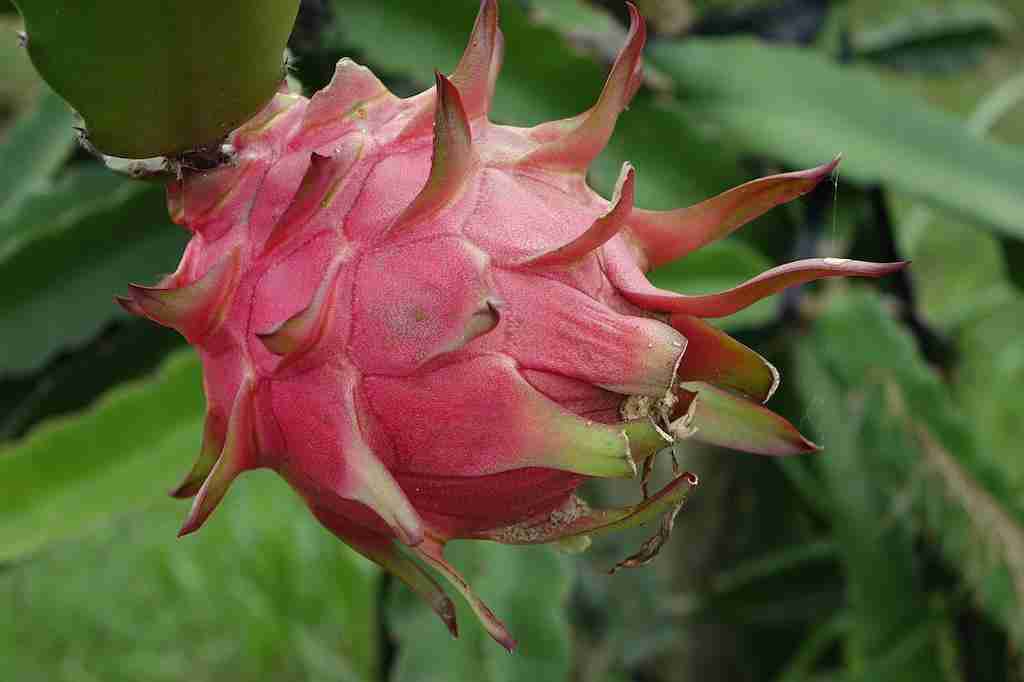 cesta organica pitaya vermelha no pe