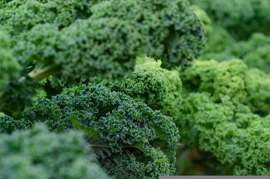 cesta organica plantacao couve kale
