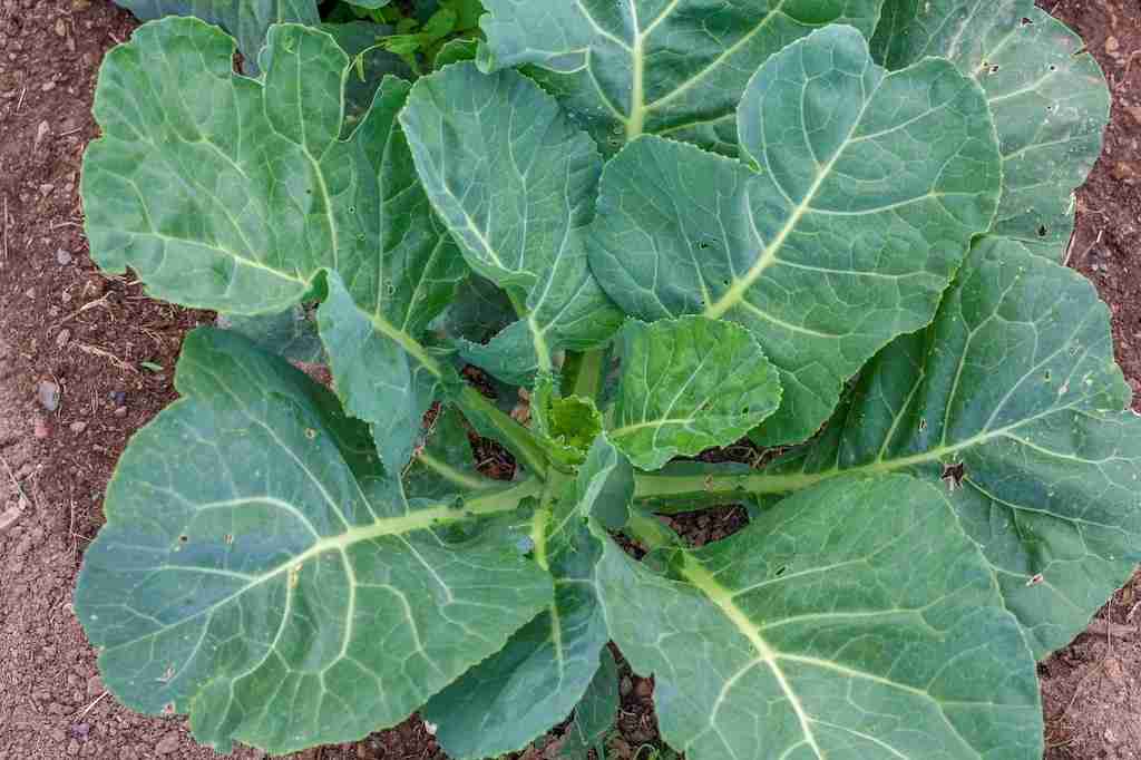cesta organica couve manteiga planta