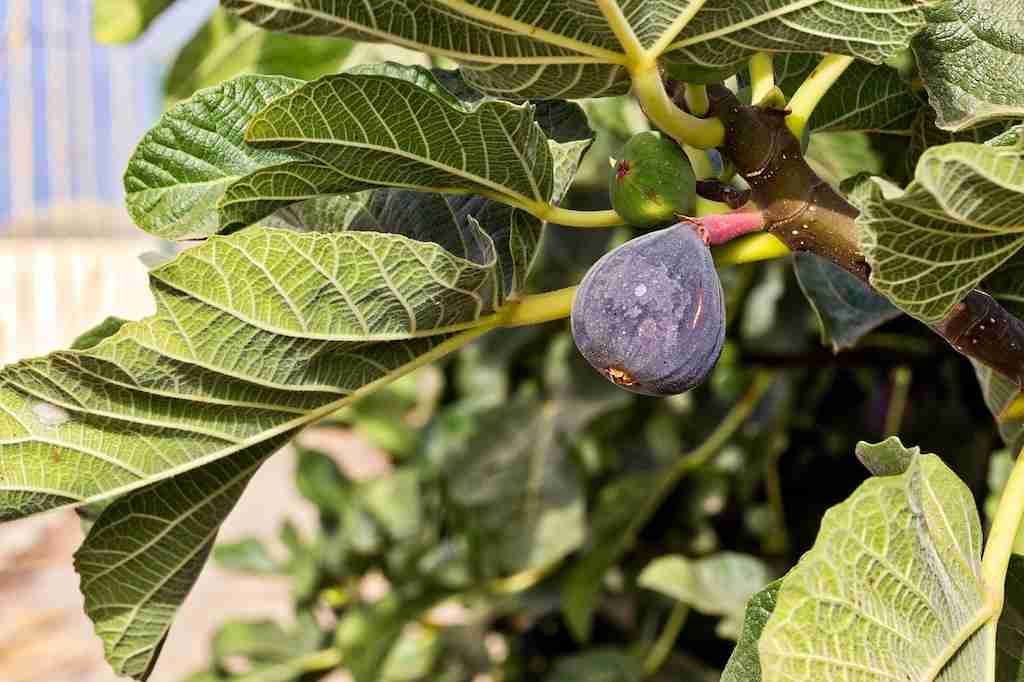 cesta organica figo maduro e outro verde no pe