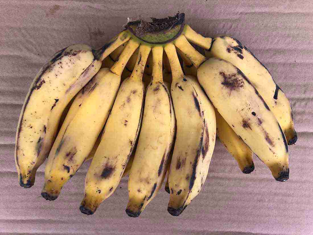 cesta organica banana prata
