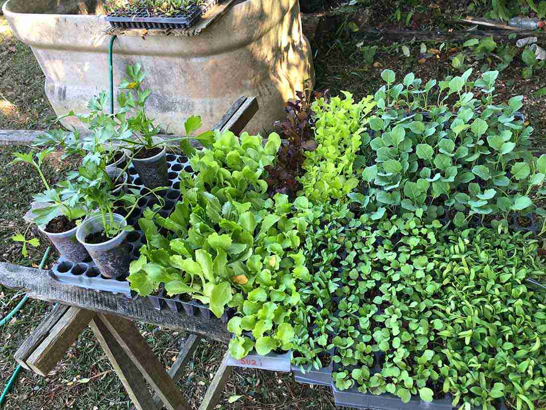 cesta organica mudas verduras organicas