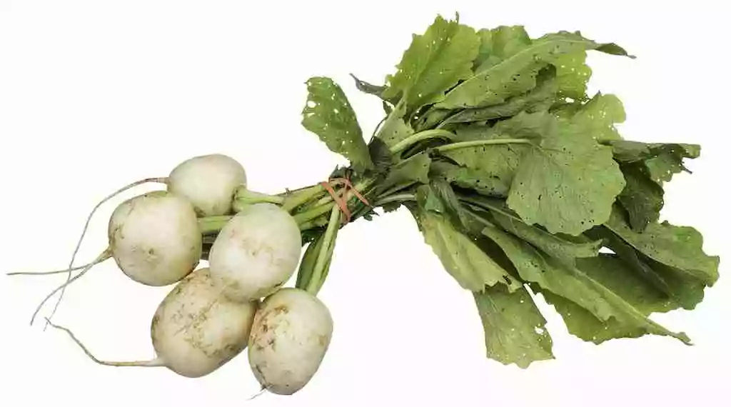 cesta organica nabos com rama