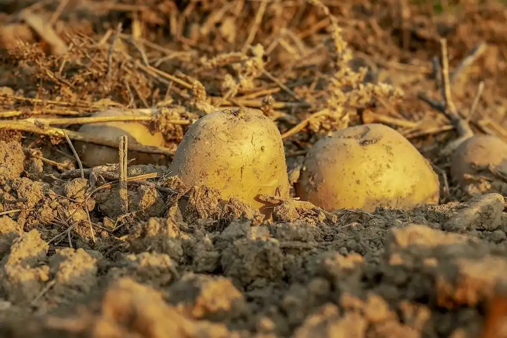 cesta organica batata na terra