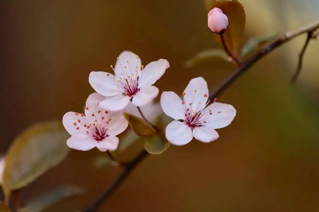 cesta organica flor de ameixa