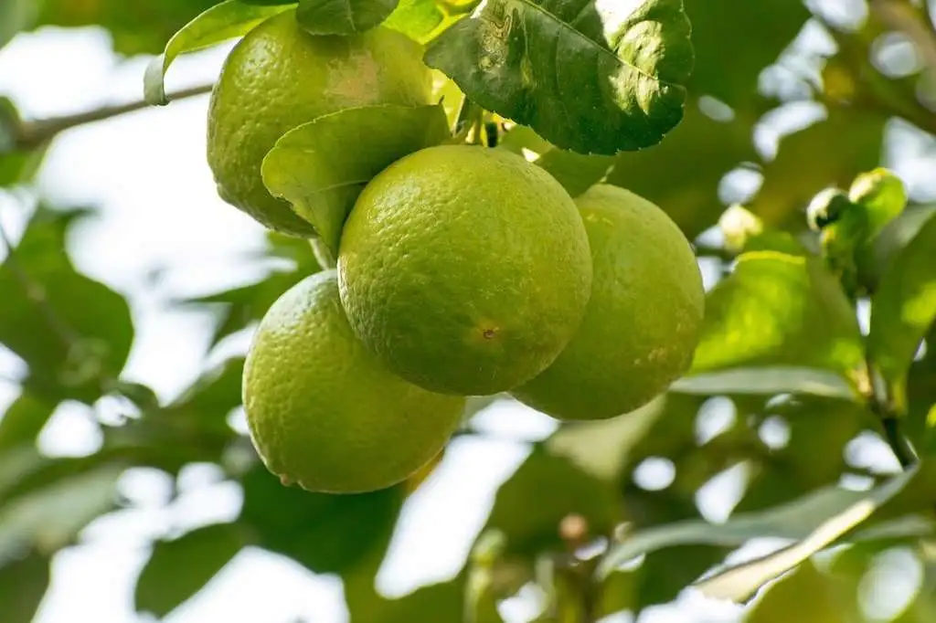 cesta organica limao tahiti no pe - Limão Tahiti x Limão Siciliano