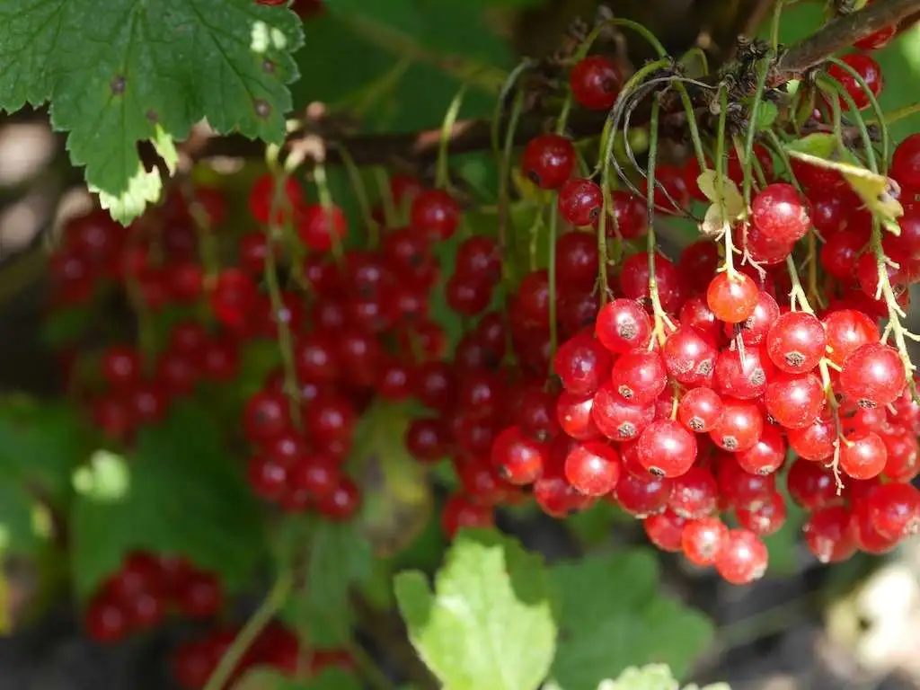 cesta organica cranberries no pe