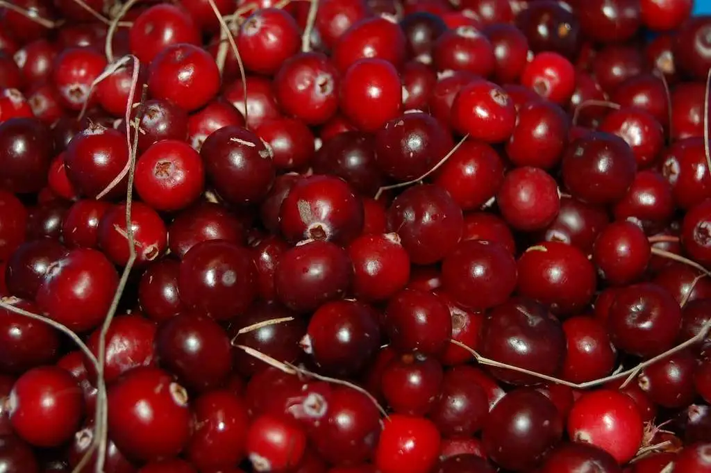 cesta organica cranberries