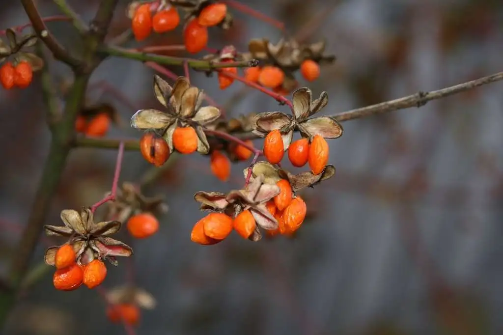 cesta organica goji berries no pe
