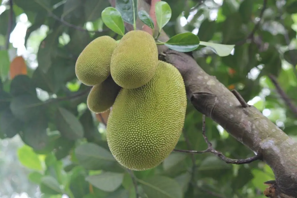 cesta organica fruta jaca no pe