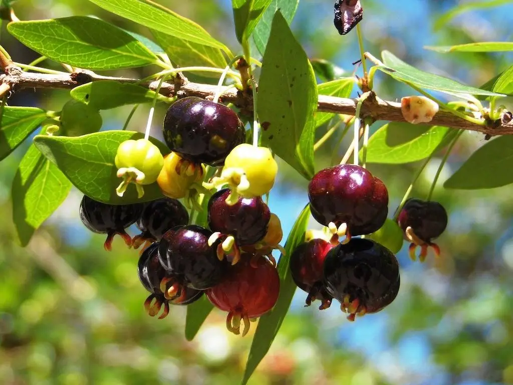 cesta organica pitanga no pe